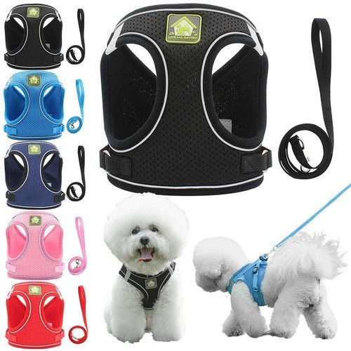 Pull dog pet - pull,