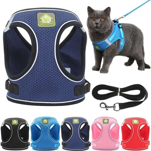 Cat dog pet - cat,