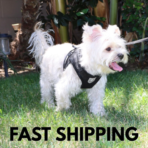 Dog pet cat - dog,